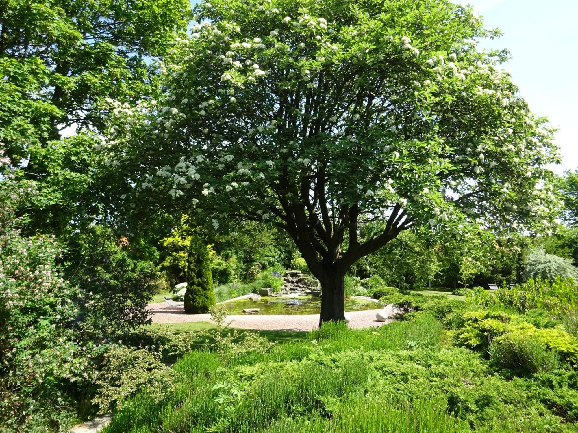 Solrosen I Simrishamn - Oesterlen Extérieur photo