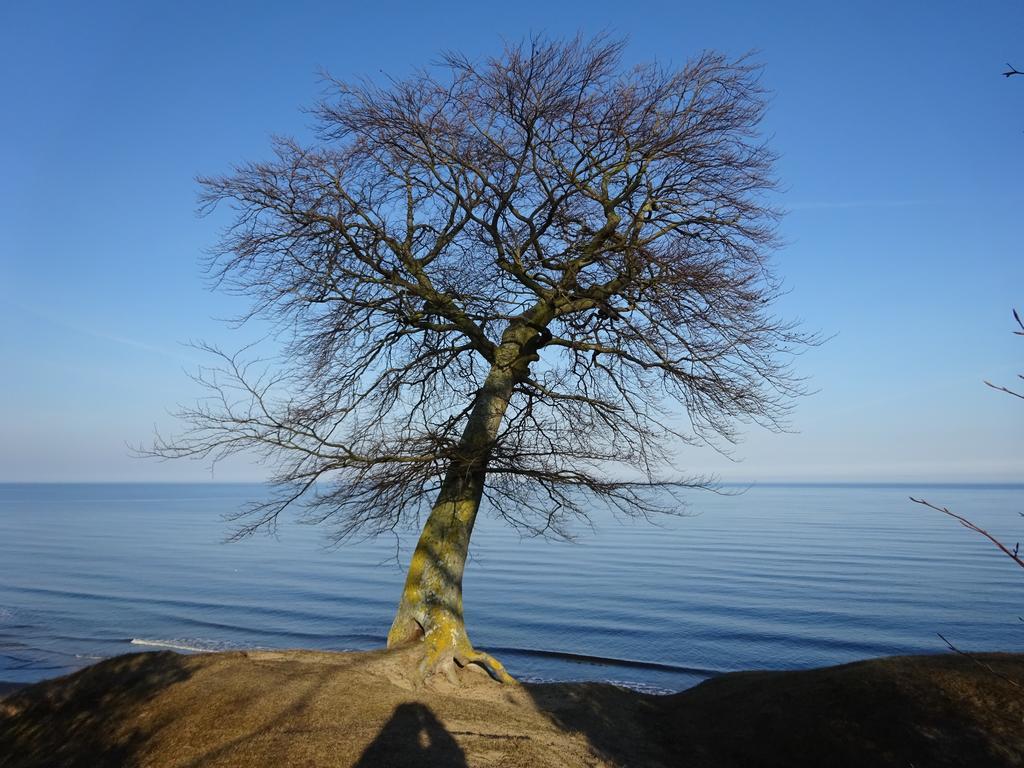 Solrosen I Simrishamn - Oesterlen Extérieur photo